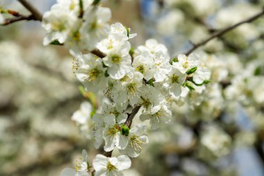 Baharda çiçek açan erik ağacı, yakın plan.
