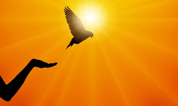 Silhouette Dove Bird Flew Female Hand Background Sunset Rays Sun — Stock Vector
