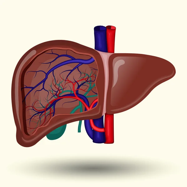 Cartone animato fegato umano — Vettoriale Stock