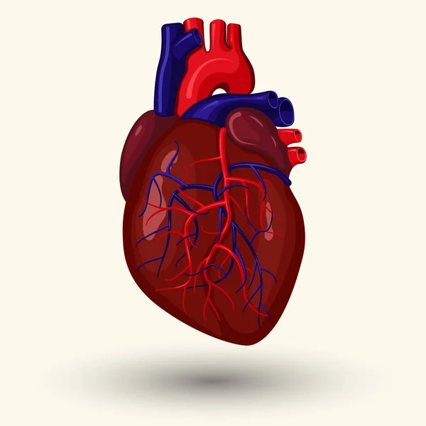 Dessin animé coeur humain — Image vectorielle