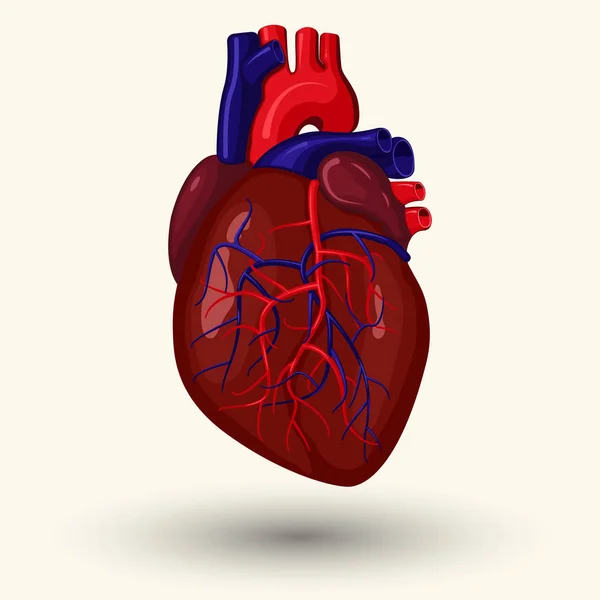 Kreskówka ludzki serce — Wektor stockowy