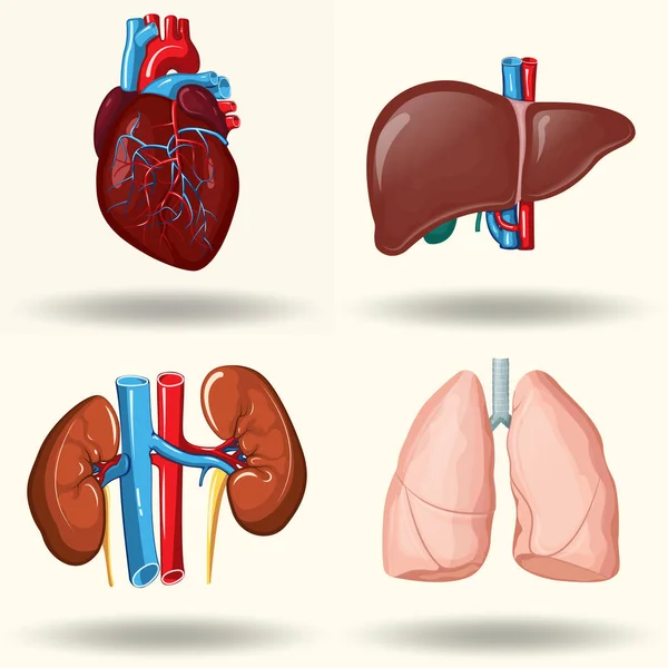 Organes humains fixés — Image vectorielle