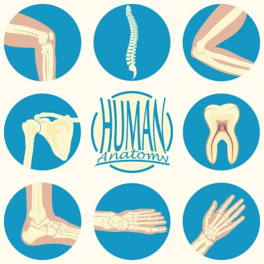 set of humane joints clipart