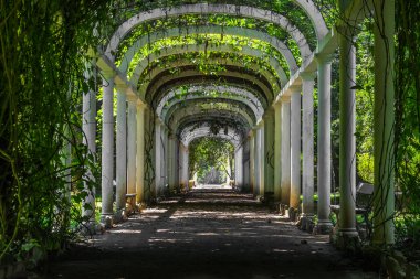 Çiçek tünel - Botanik Bahçesi Rio de Janeiro, Brezilya