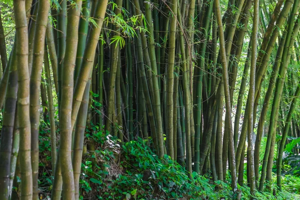 Bambu orman - Botanik Bahçesi Rio de Janeiro, Brezilya