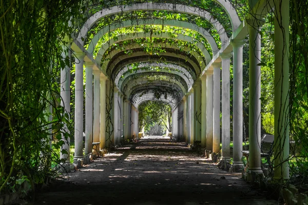 Çiçek tünel - Botanik Bahçesi Rio de Janeiro, Brezilya