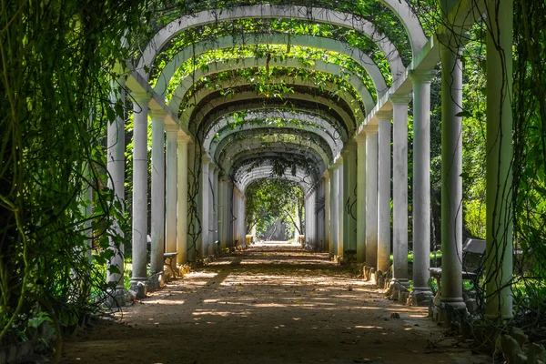 Palmiye ağaç yolu - Botanik Bahçe Rio de Janeiro, Brezilya