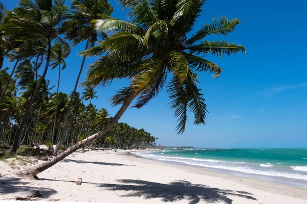 Praia dos Carneiros - Pernambuco, Brazil — Stock Photo, Image