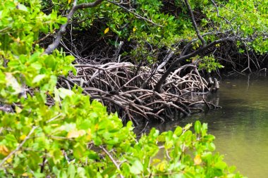 Mangrove in Praia dos Carneiros, Pernambuco, Brazil