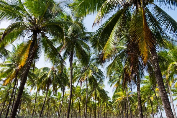Coconut Trees Maracaipe - Pernambuco, Brazil — Stock Photo, Image