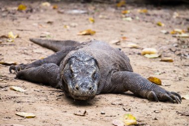 Komodo Dragon Komodo Adası Endonezya