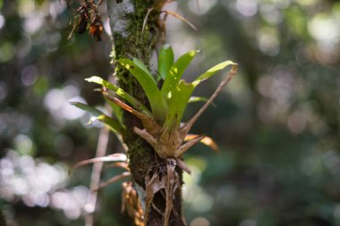 Bromelia - Minas Gerais, Brazil