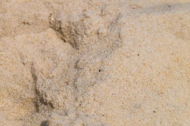 Leblon Beach - Rio de Janeiro kum. Brezilya