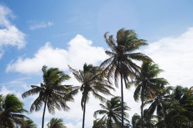 Hindistan cevizi ağaçları Praia Forte, Bahia, Brezilya mı