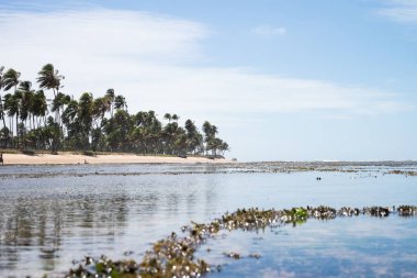 Praia do Forte in Bahia, Brazil