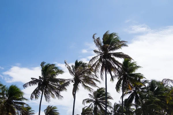 Coconut trees in Praia do Forte, Bahia, Brazil — Stock Photo, Image