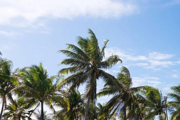 Coconut trees in Praia do Forte, Bahia, Brazil — Stock Photo, Image