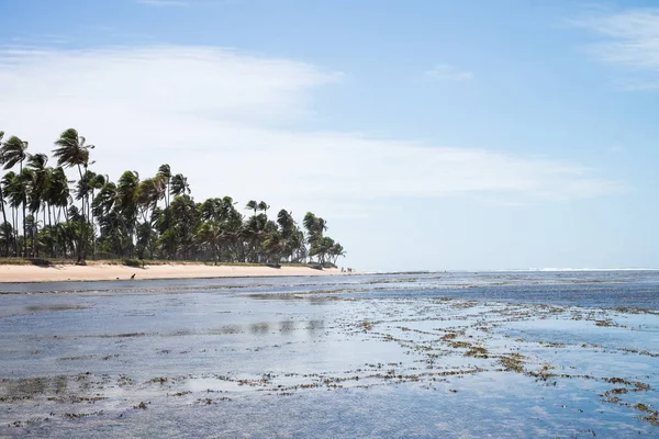 Praia do Forte in Bahia, Brazil — Stock Photo, Image