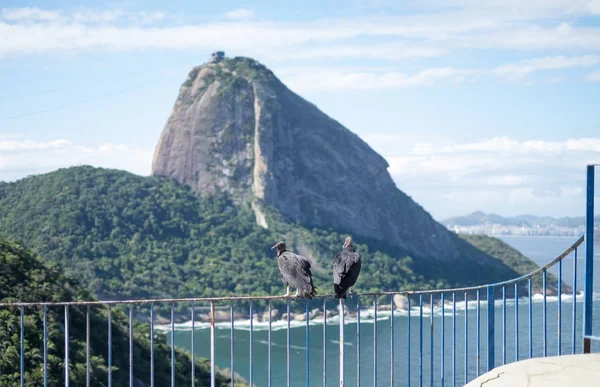 Sępy i górę głowa cukru, Rio de Janeiro, Brazylia — Zdjęcie stockowe