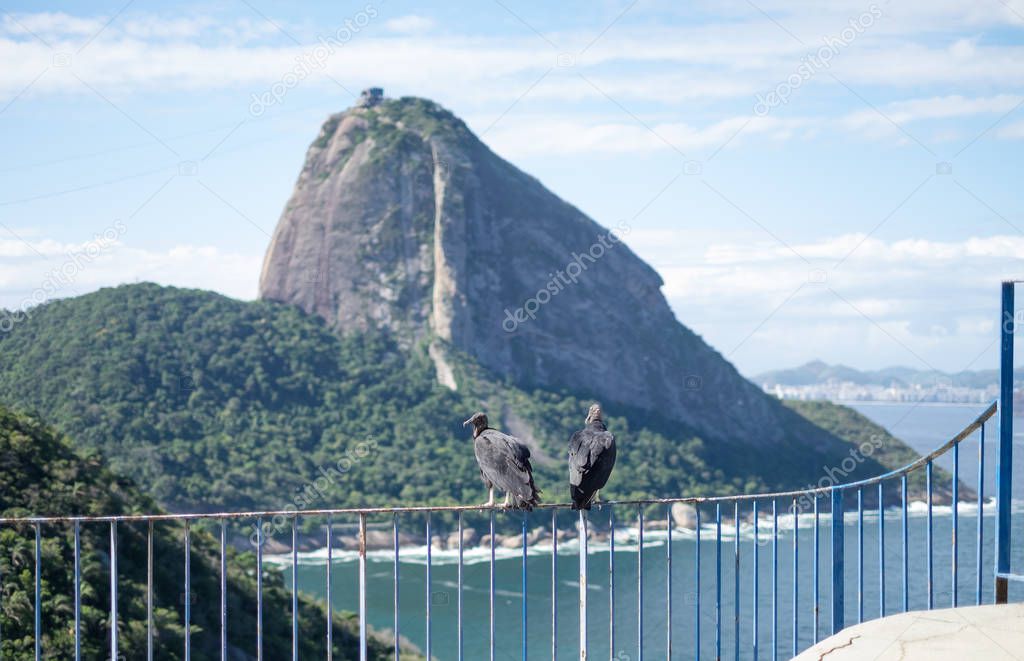 Vultures and Sugarloaf, Rio de Janeiro, Brazil