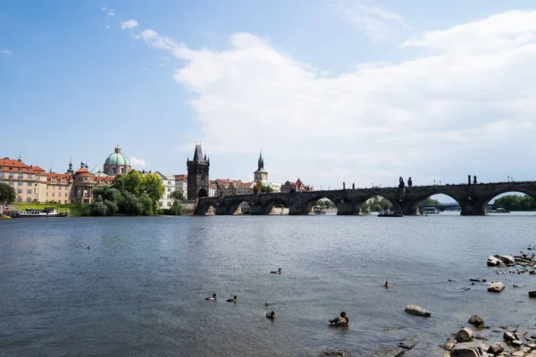 捷克共和国布拉格河畔的鸭子 — 图库照片