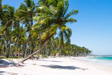 Beautiful coconut trees in Praia dos Carneiros beach, Pernambuco,