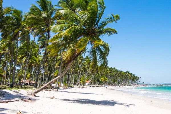 Beautiful coconut trees in Praia dos Carneiros beach, Pernambuco,