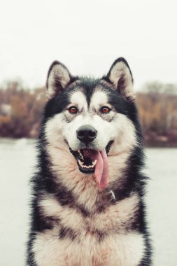 Alaska Malamute Güzel bir portre