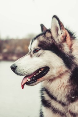 Alaska Malamute Güzel bir portre