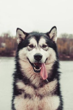 Alaska Malamute Güzel bir portre