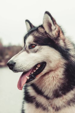 Alaska Malamute Güzel bir portre