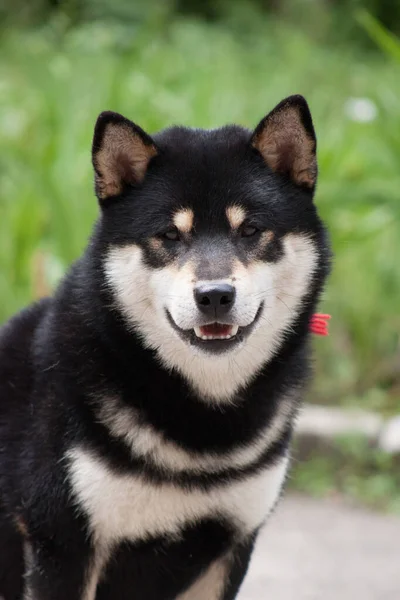 Shiba Inu Cão Livre — Fotografia de Stock