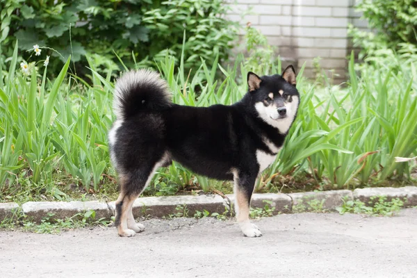 Shiba Inu Dog Outdoor — Stock Photo, Image