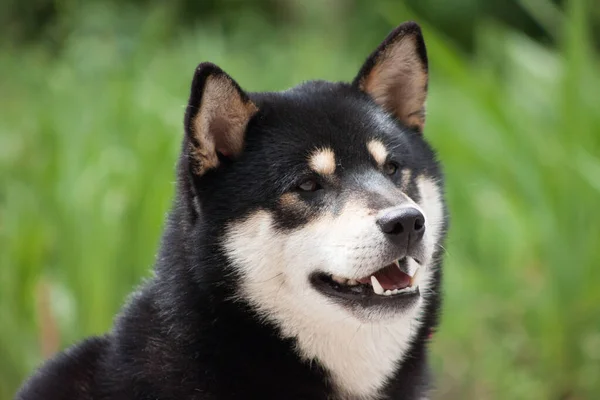 Shiba Inu Cão Livre — Fotografia de Stock