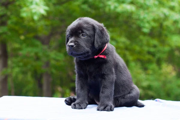 Labrador Retriever Perrito —  Fotos de Stock