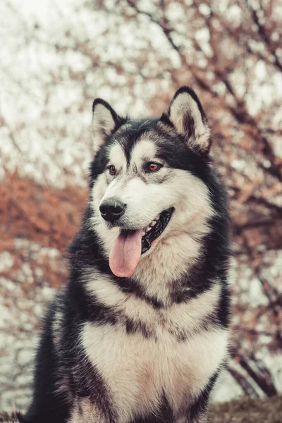 Alaska Malamute Vackert Porträtt — Stockfoto