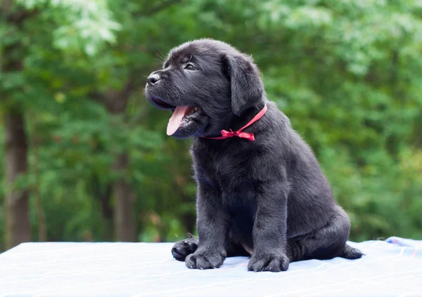 ラブラドール レトリバーの子犬 — ストック写真