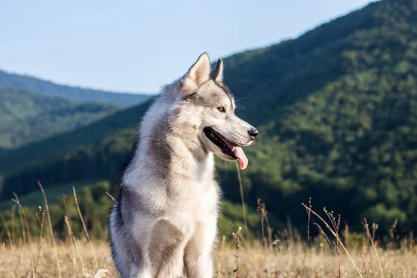 Siberian Husky Dog Mountains — Stock Photo, Image