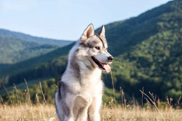 Cane Husky Siberiano Montagna — Foto Stock