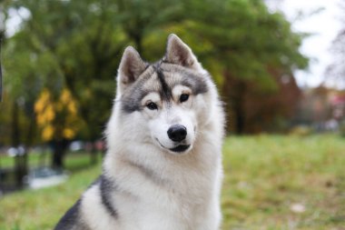 Sibirya kurdu bahçede.