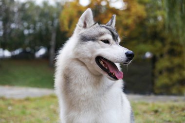 Sibirya kurdu çimlerde
