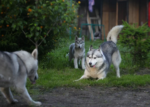 Husky Sibérien Dans Jardin — Photo