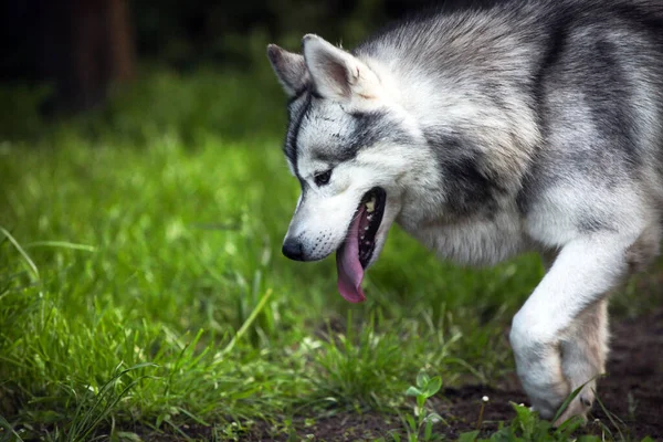 Szibériai Husky Kertben — Stock Fotó