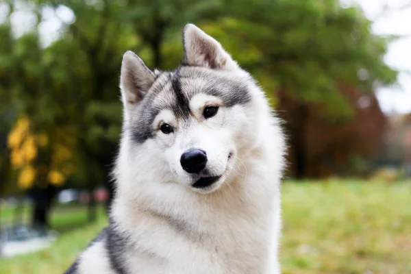 Σιβηρίας Husky Στον Κήπο — Φωτογραφία Αρχείου