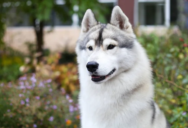 Szibériai Husky Kertben — Stock Fotó