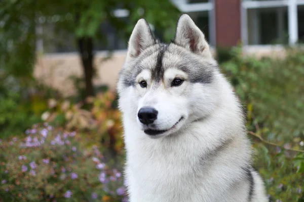 Husky Siberiano Giardino — Foto Stock