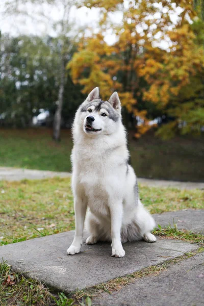 Sibirya kurdu bahçede.
