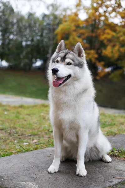 Husky Siberiano Hierba —  Fotos de Stock