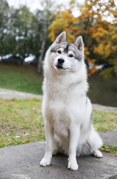 Sibirischer Husky Gras — Stockfoto