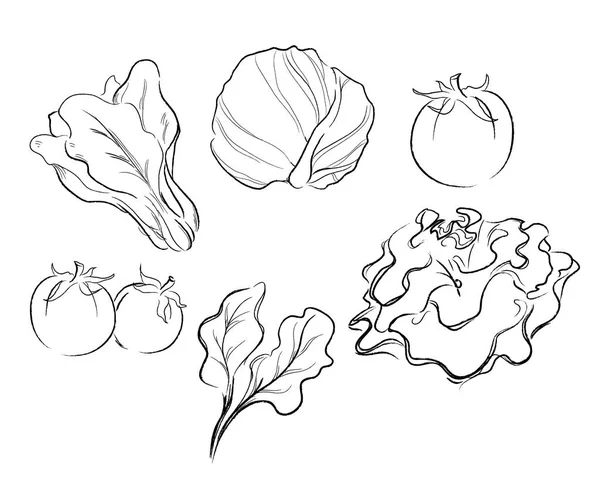 Verduras dibujo vector ilustración — Vector de stock